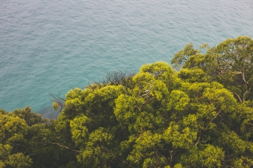 Green and gold canopy of trees with ocean in background