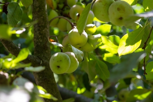 Green apples on tree