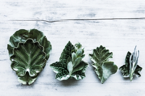 green botanical plates - Australian Stock Image