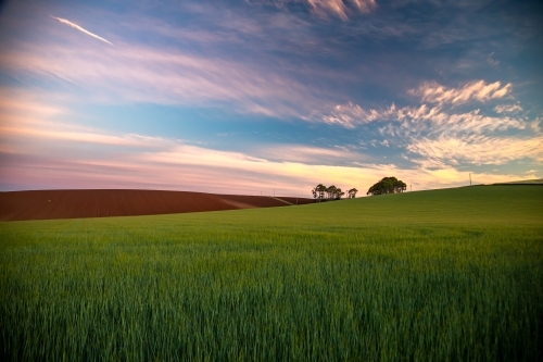 Green cereal crop in foreground leading to cultivated red soil and golden hour blue sky with clouds