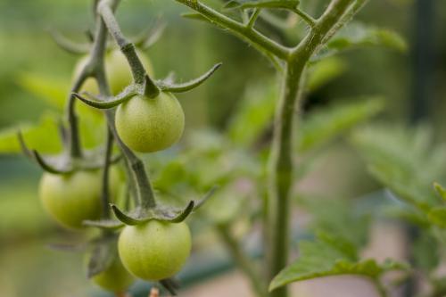 Green cherry tomatoes growing in backyard vegetable garden - Australian Stock Image