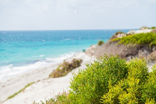 Green coastal plants growing on coastal sand dunes backlit by summer light - Australian Stock Image