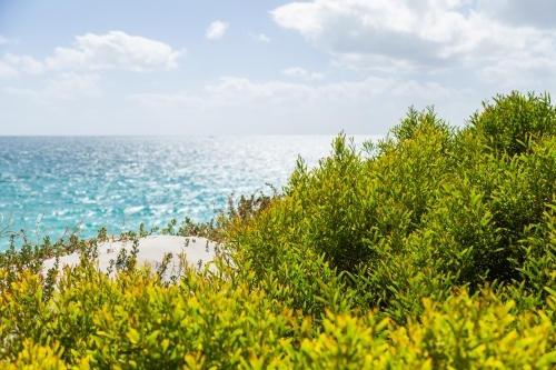 Green coastal plants growing on coastal sand dunes backlit by summer light - Australian Stock Image