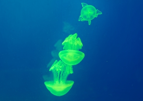 Green common jellyfish Aurelia Aurita floating in clear blue water - Australian Stock Image