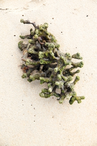 green coral washed up on sandy beach - Australian Stock Image
