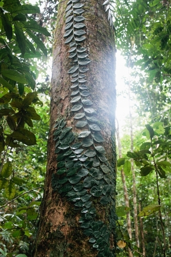 Green creeper growing on a tall tree - Australian Stock Image