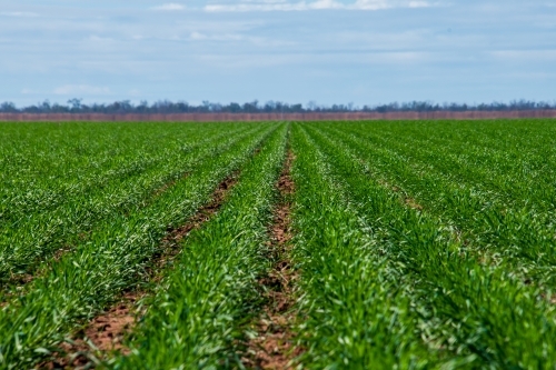 green crop of wheat growing in flat farm paddock - Australian Stock Image