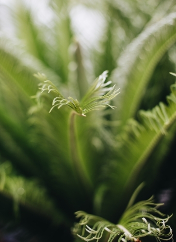 Green Cycad - Australian Stock Image