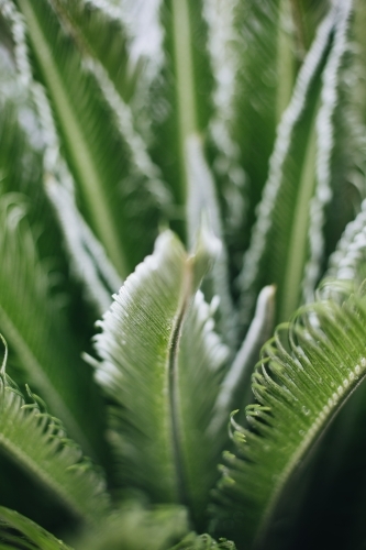 Green Cycad - Australian Stock Image