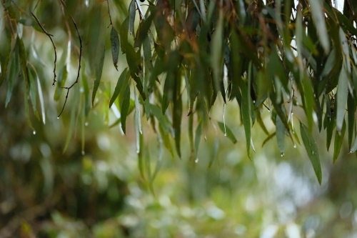 Green Eucalyptus leaves with rain drops - Australian Stock Image