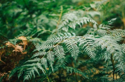 Green ferns in the bush