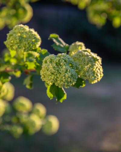 Green flowers in the morning light with a blurred background - Australian Stock Image