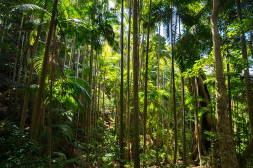 green forest of Lyrebird Track a famous short walk in Wollumbin National Park in NSW, Australia - Australian Stock Image