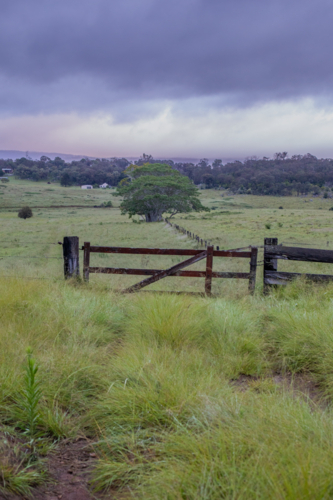 Green grass, a country gate and a lone tree in the background under a moody sky - Australian Stock Image