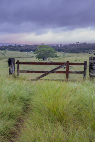 Green grass, a country gate and a lone tree in the background under a moody sky - Australian Stock Image