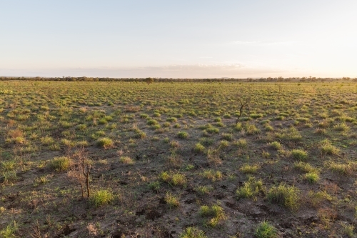 Green grass in paddock