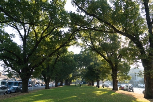Green inner city park - Australian Stock Image