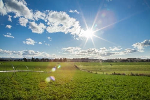 Green irrigated crop paddock in the sunlight - Australian Stock Image