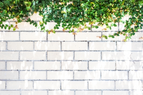 Green ivy leaves on the top of white brick wall, textured background. - Australian Stock Image