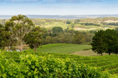 Green landscape of vineyards - Australian Stock Image