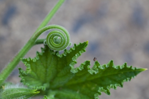 Green leaf opening in a garden - Australian Stock Image