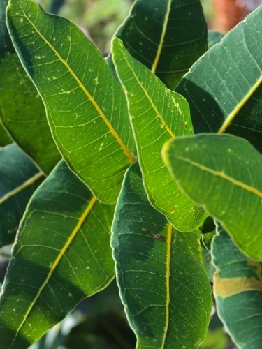 Green leaves closely spiralling on a branch - Australian Stock Image