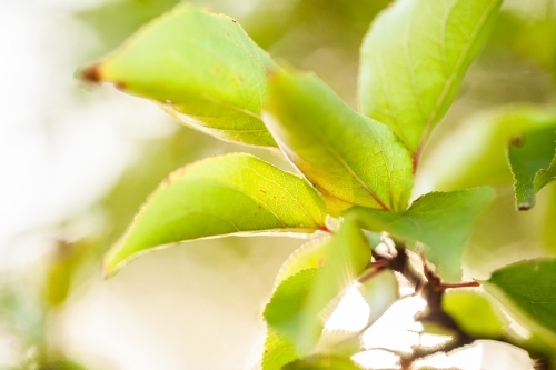 Green leaves of a deciduous plant - Australian Stock Image