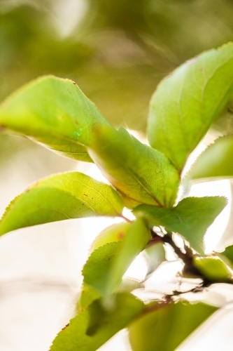 Green leaves of a deciduous plant - Australian Stock Image