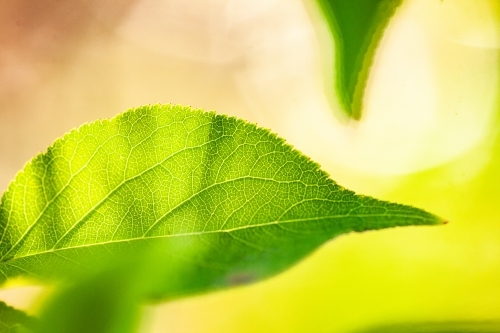 Green leaves of a deciduous plant - Australian Stock Image
