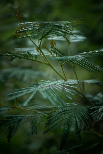 Green Leaves of a Native Fern in a Dark Gloomy Forest - Australian Stock Image