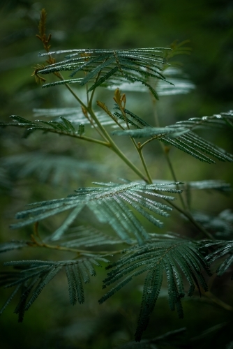 Green Leaves of a Native Fern in a Dark Gloomy Forest