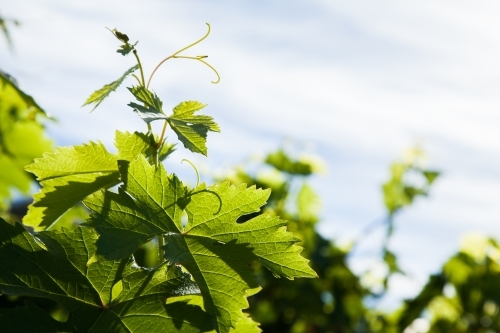 Green leaves on grape vine - Australian Stock Image