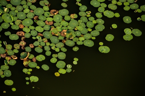 Green lily pads floating on the water surface. - Australian Stock Image