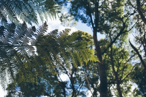 Green man fern frond with trees, blue sky and white clouds in the background - Australian Stock Image