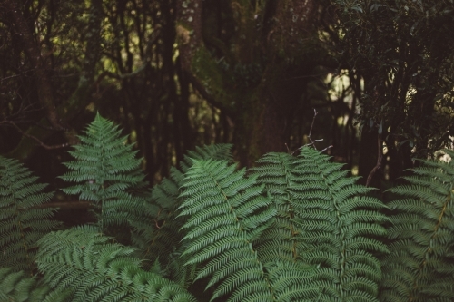 Green manfern leaves in the foreground, forest in the background - Australian Stock Image