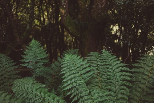 Green manfern leaves in the foreground, forest in the background