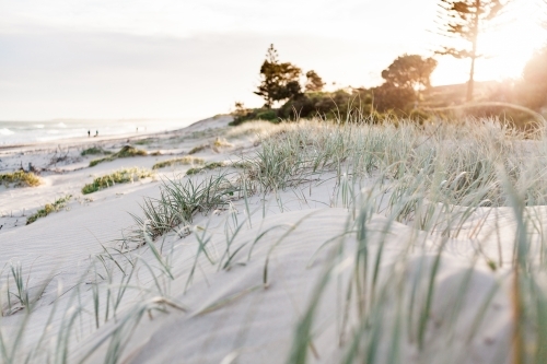 Green marram grass in the distance growning in soft sand dunes as the sun sets in the background. - Australian Stock Image