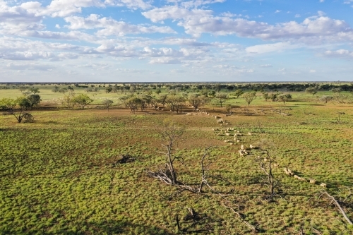 Green paddock with line of merino sheep - Australian Stock Image