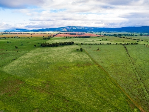 Green paddocks of rotation grazing cattle farm - Australian Stock Image