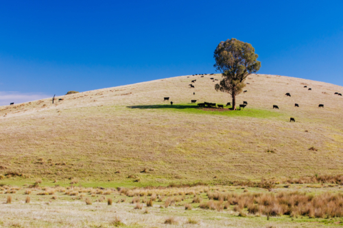 Green pasture and farmland in the Yarra Valley near Yarra Glen, Victoria, Australia - Australian Stock Image