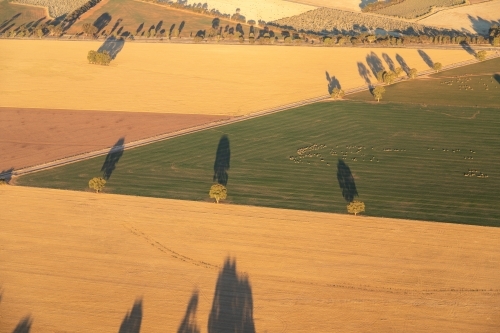 green pasture and golden paddocks - Australian Stock Image