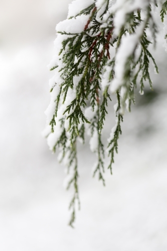 Green pine needles draped in snow