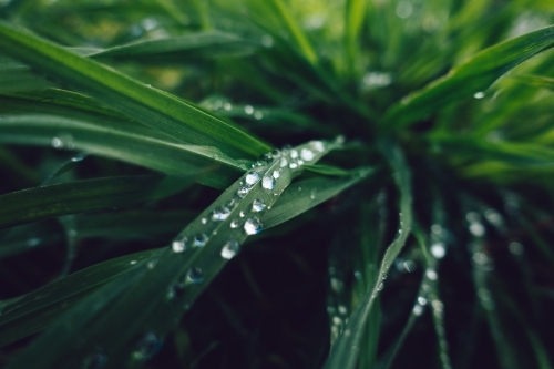 Green plant leaves background - Australian Stock Image