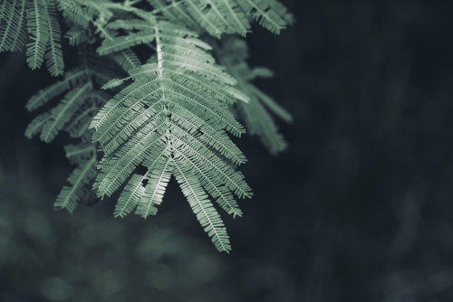 Green plant leaves background - Australian Stock Image