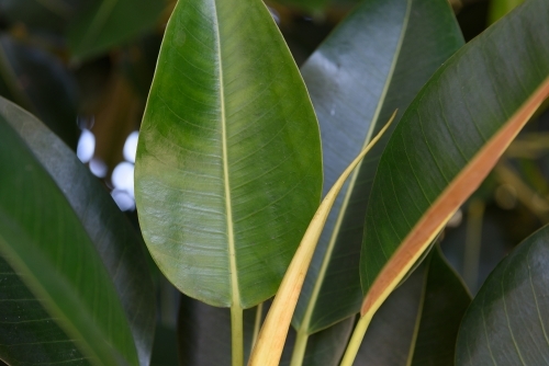 Green plant leaves background - Australian Stock Image