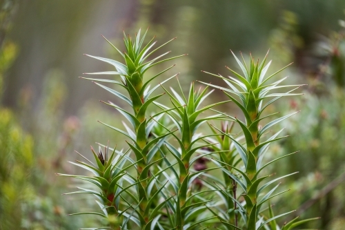 Green plants in a forest - Australian Stock Image