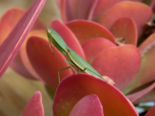 Green Praying mantis on pink succulent flapjack leaves - Australian Stock Image