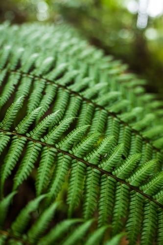 green rainforest fern - Australian Stock Image