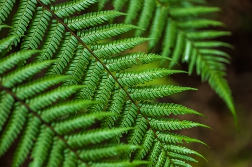 green rainforest fern - Australian Stock Image