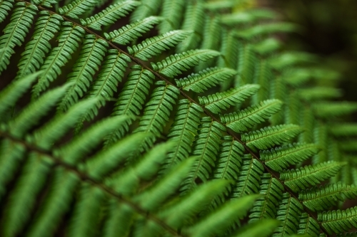 green rainforest fern - Australian Stock Image